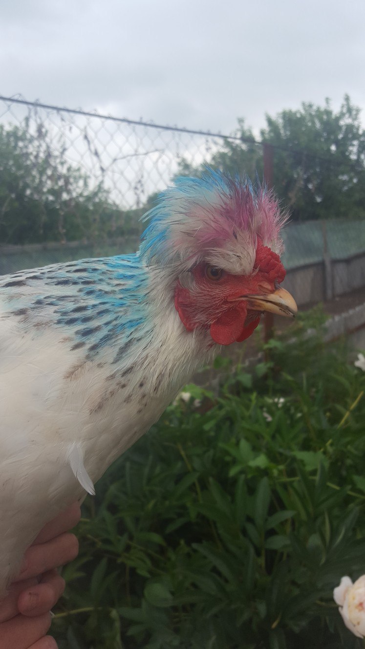 When the hostess has colored hair sprays and a head full of madness - Rooster, Animals, Прическа, Longpost