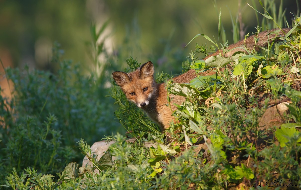 From the life of a fox brood - Fox, Observation, Longpost, Fox cubs, Animals, The photo