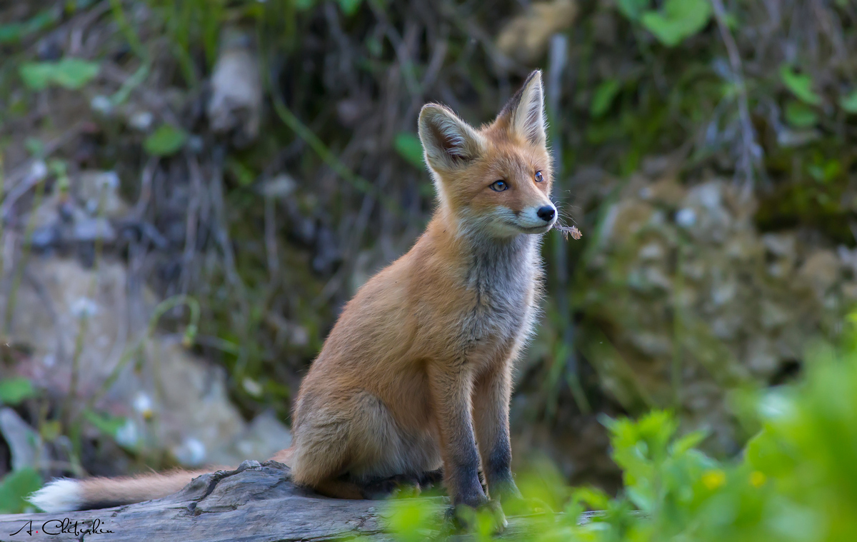 From the life of a fox brood - Fox, Observation, Longpost, Fox cubs, Animals, The photo