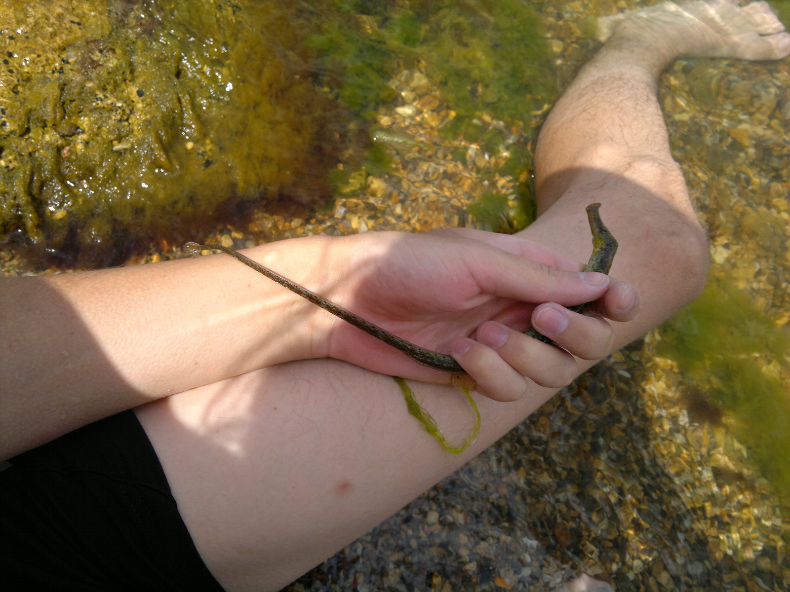 needlefish - My, Needlefish, Crimea is ours, Kerch, The photo, Longpost