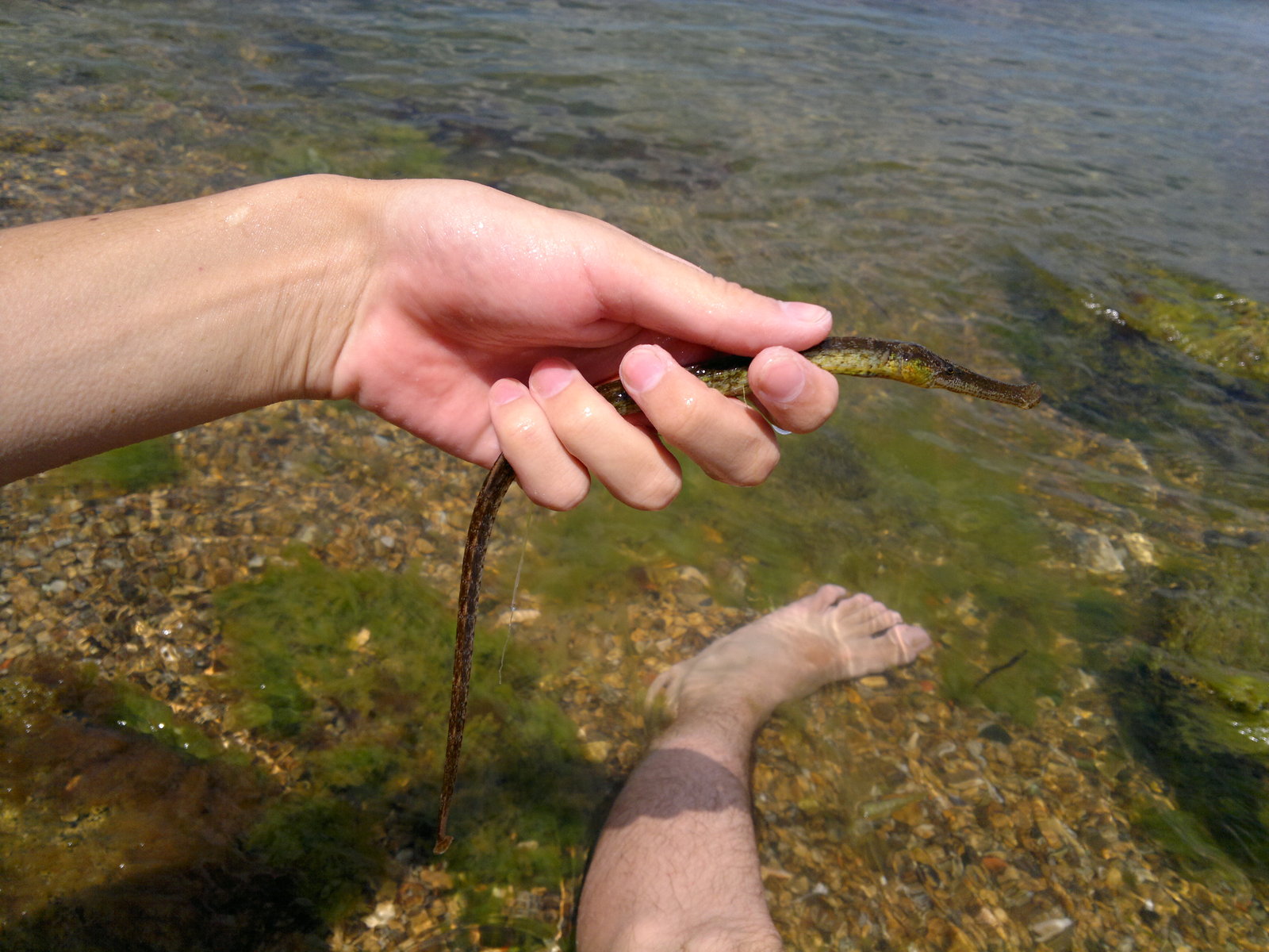 needlefish - My, Needlefish, Crimea is ours, Kerch, The photo, Longpost