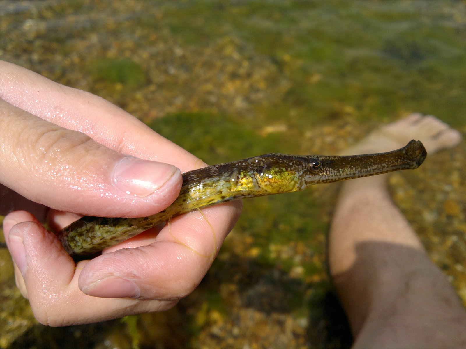 needlefish - My, Needlefish, Crimea is ours, Kerch, The photo, Longpost