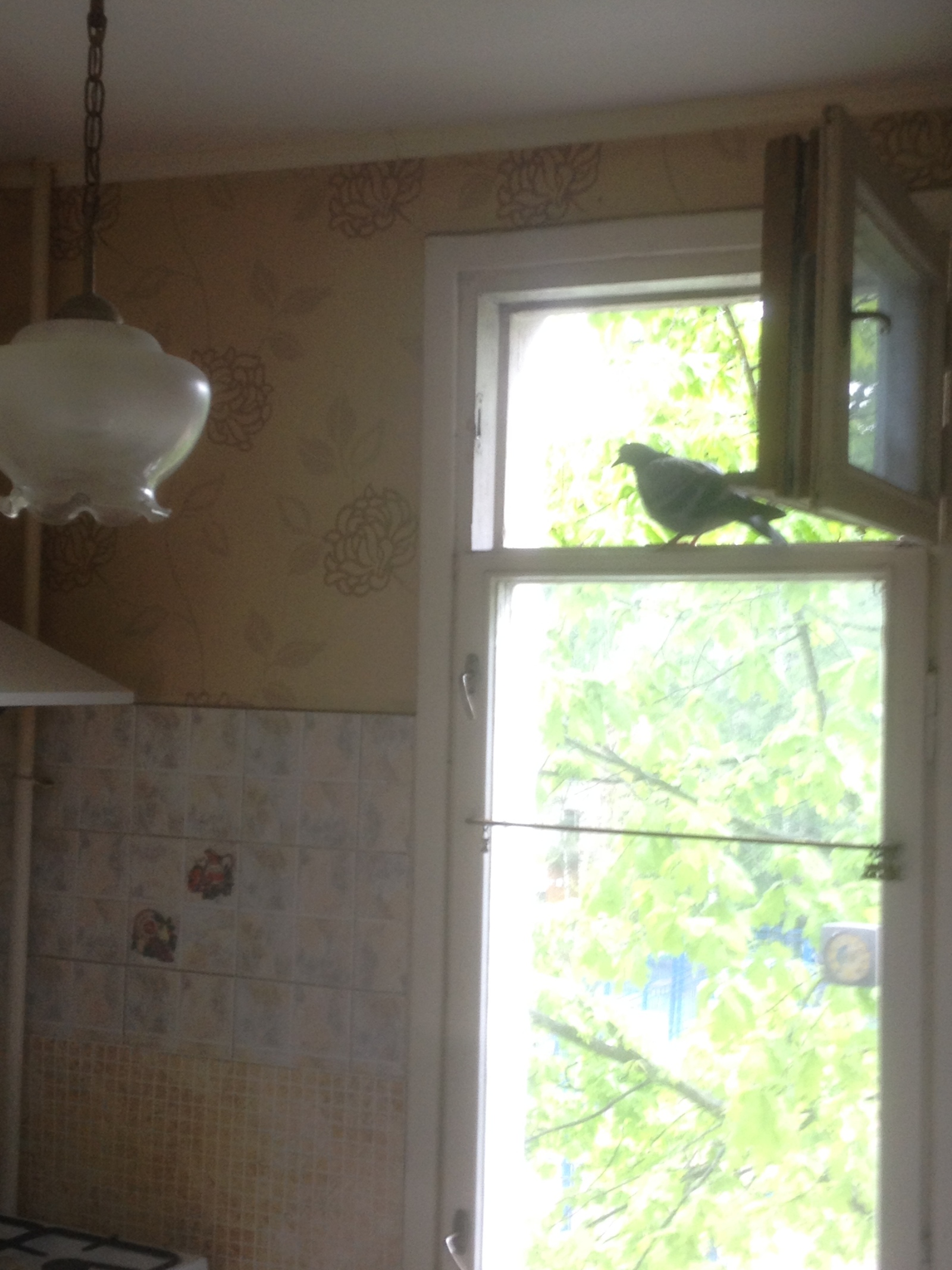 I go into the kitchen, and there a thief climbs through the window - My, Thief, Vents, Impudent, Pigeon, Kitchen, Impudence