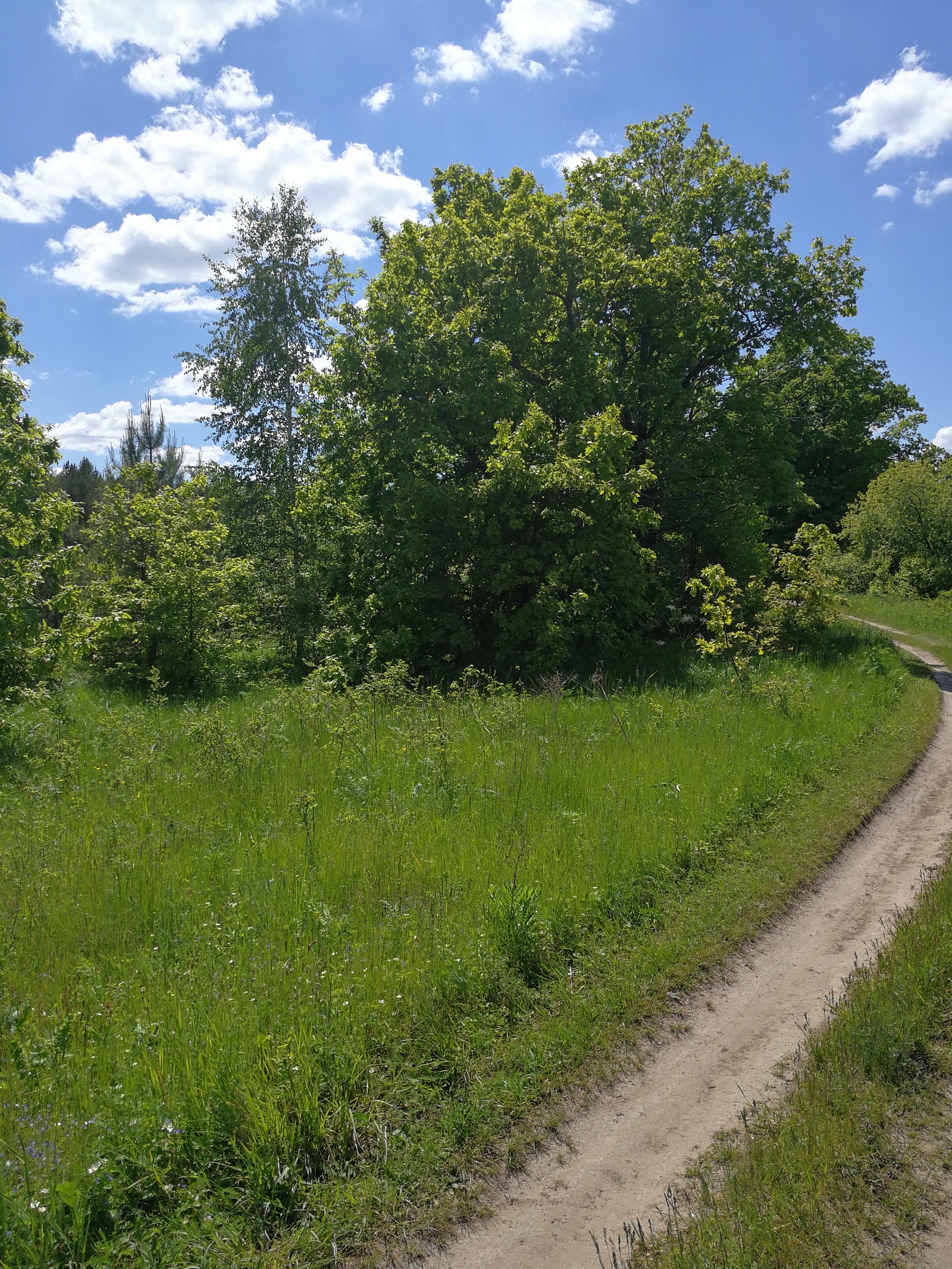 Finally the summer - My, The photo, Longpost, Dzerzhinsk, Nature, Huawei mate 9, cat