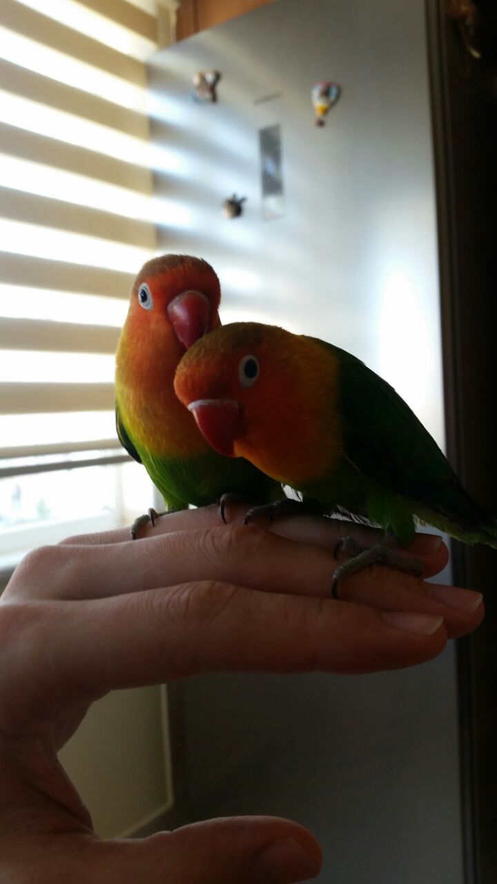 Lovebirds and Rocky - cat, Birds, Neighbours, Fisher's Lovebird, friendship, Longpost