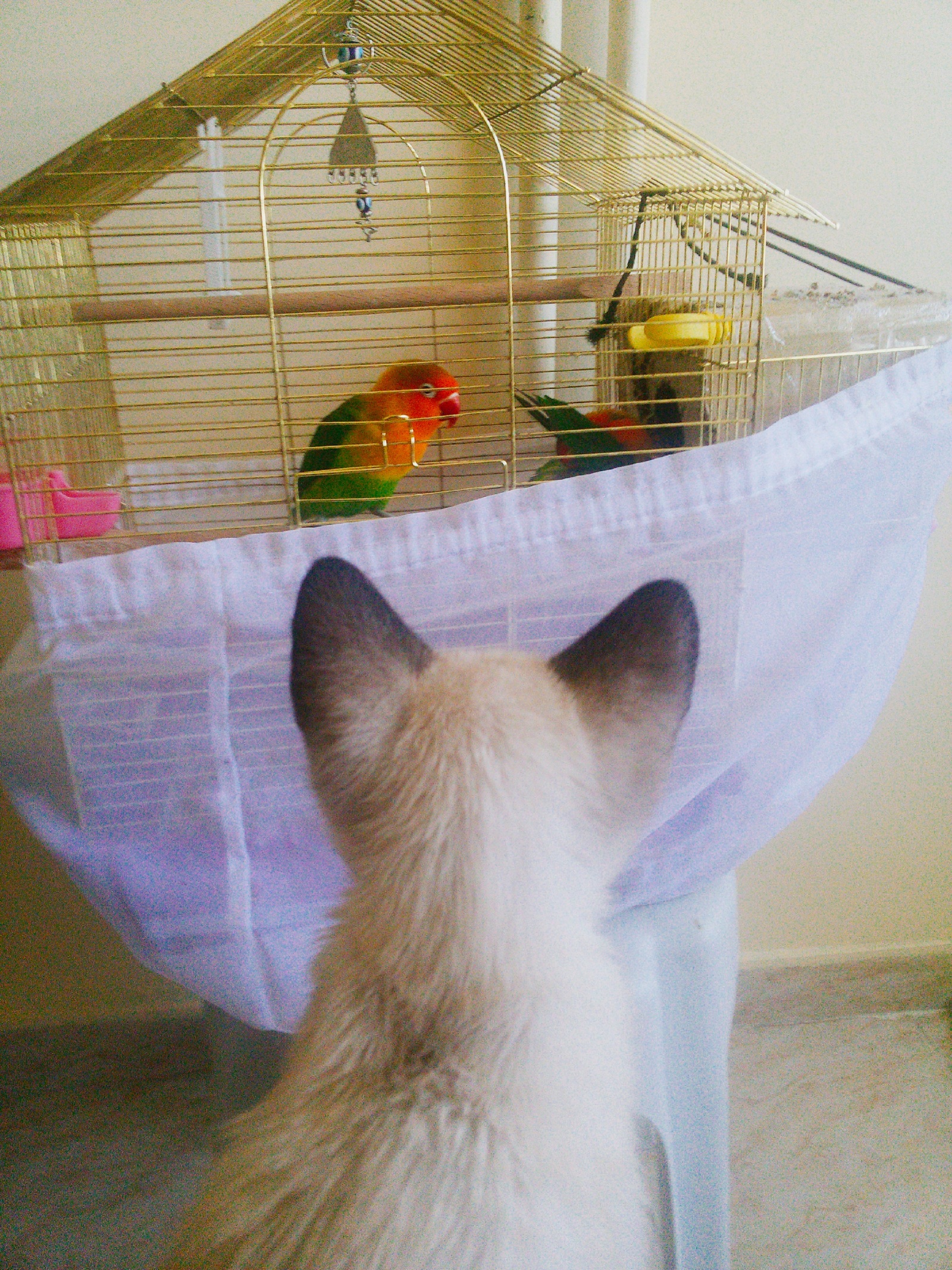 Lovebirds and Rocky - cat, Birds, Neighbours, Fisher's Lovebird, friendship, Longpost