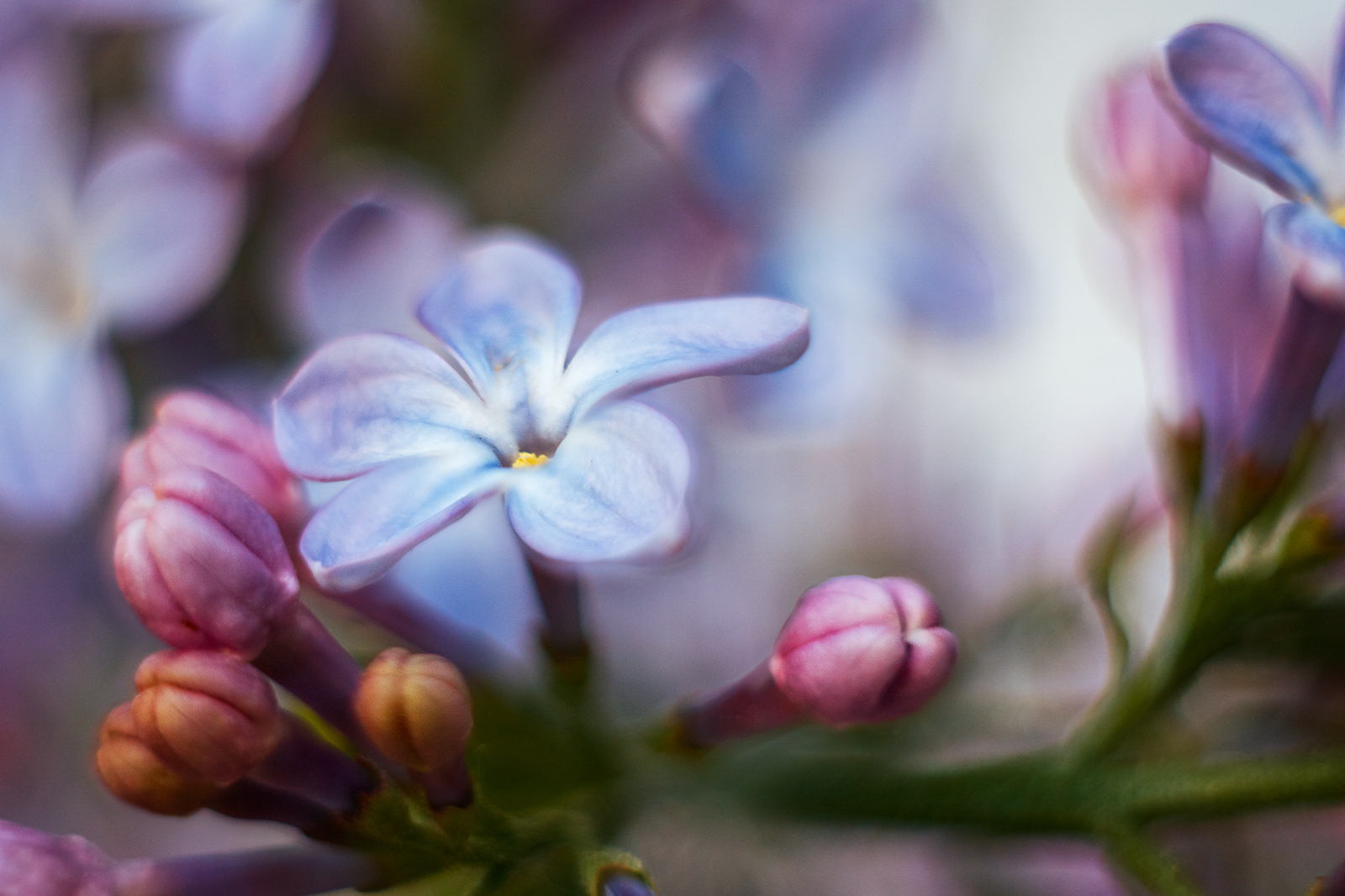 Summer - My, The photo, Macro rings, Helios, Helios 44m, Longpost, Helios 44m