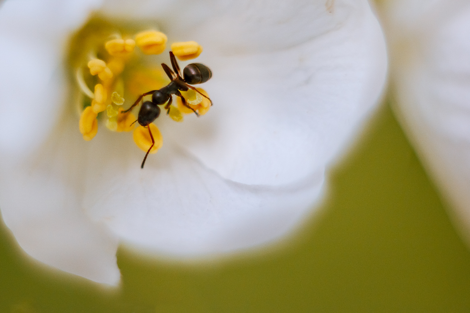 Summer - My, The photo, Macro rings, Helios, Helios 44m, Longpost, Helios 44m