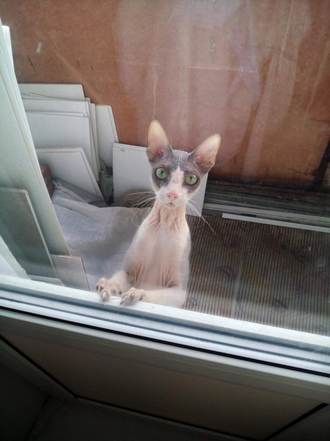 Your eyes... - My, cat, Balcony, Eyes, Longpost