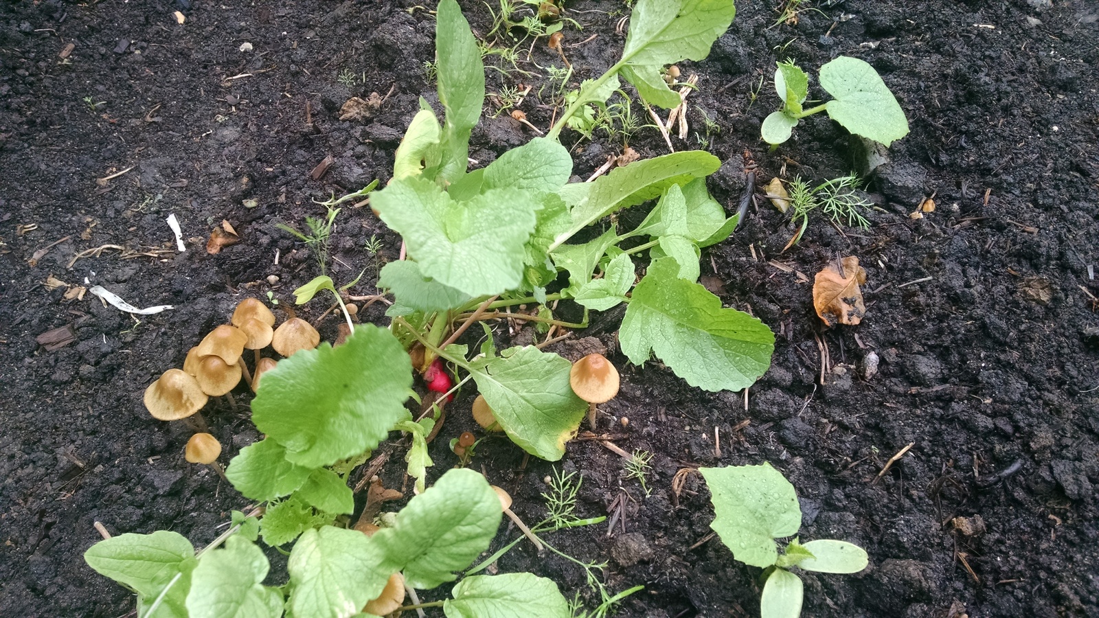 Planted a radish - My, Mushrooms, Honey mushrooms, Radish