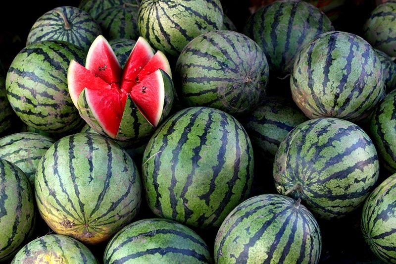 Watermelons, melons, children. - My, Longpost, Text, Childhood memories, Watermelon, Life lessons