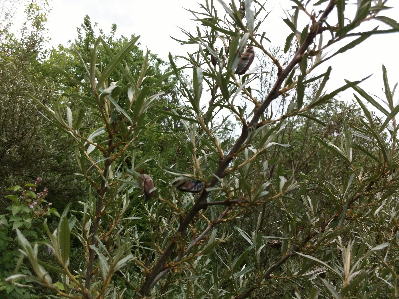 Майские жуки впервые встают на крыло | Пикабу