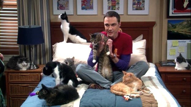 When you're looking for excuses for your loneliness - Теория большого взрыва, Sheldon Cooper, cat, Bed