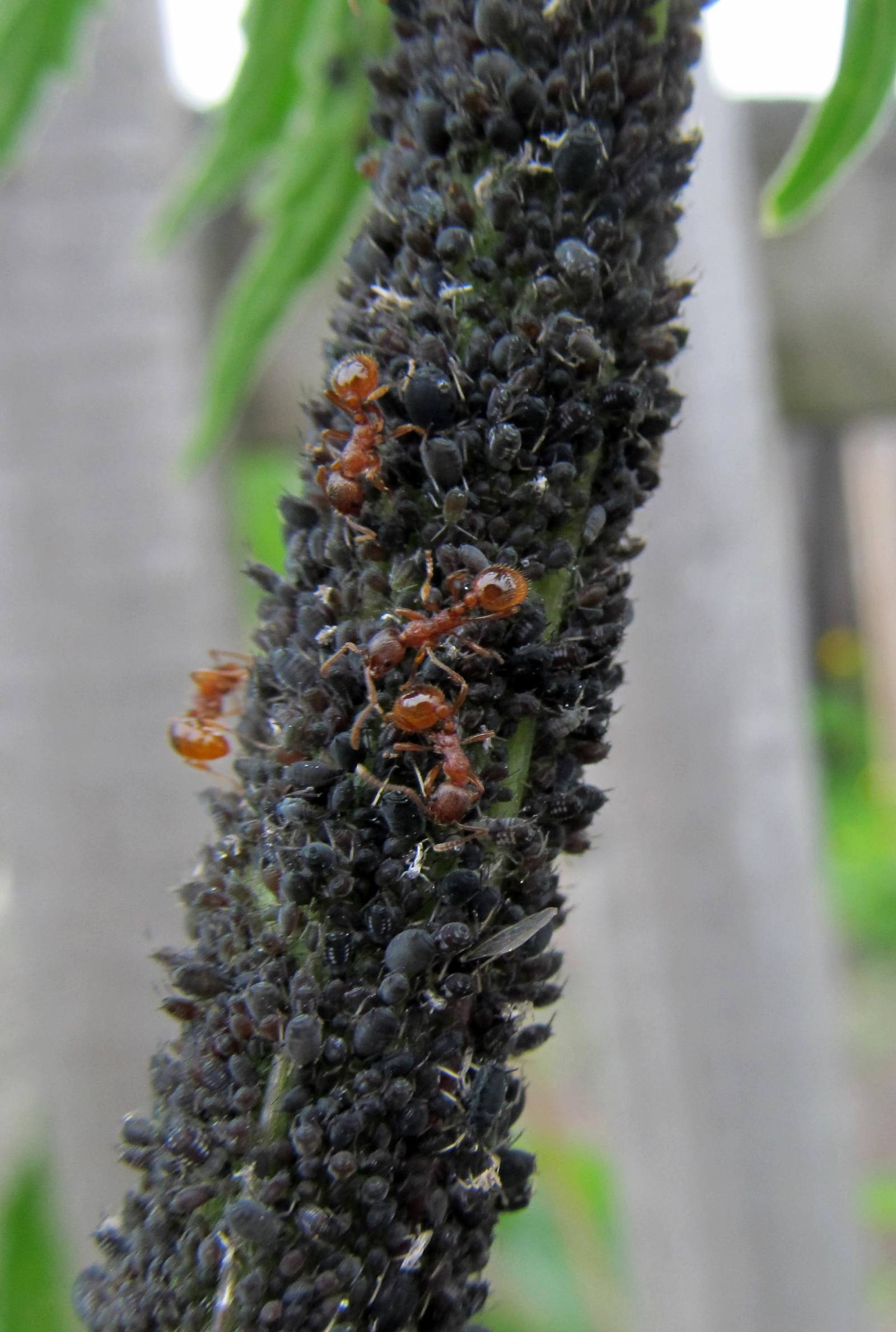 This is our aphid and we milk it! - My, Nature, Red ants, Aphid