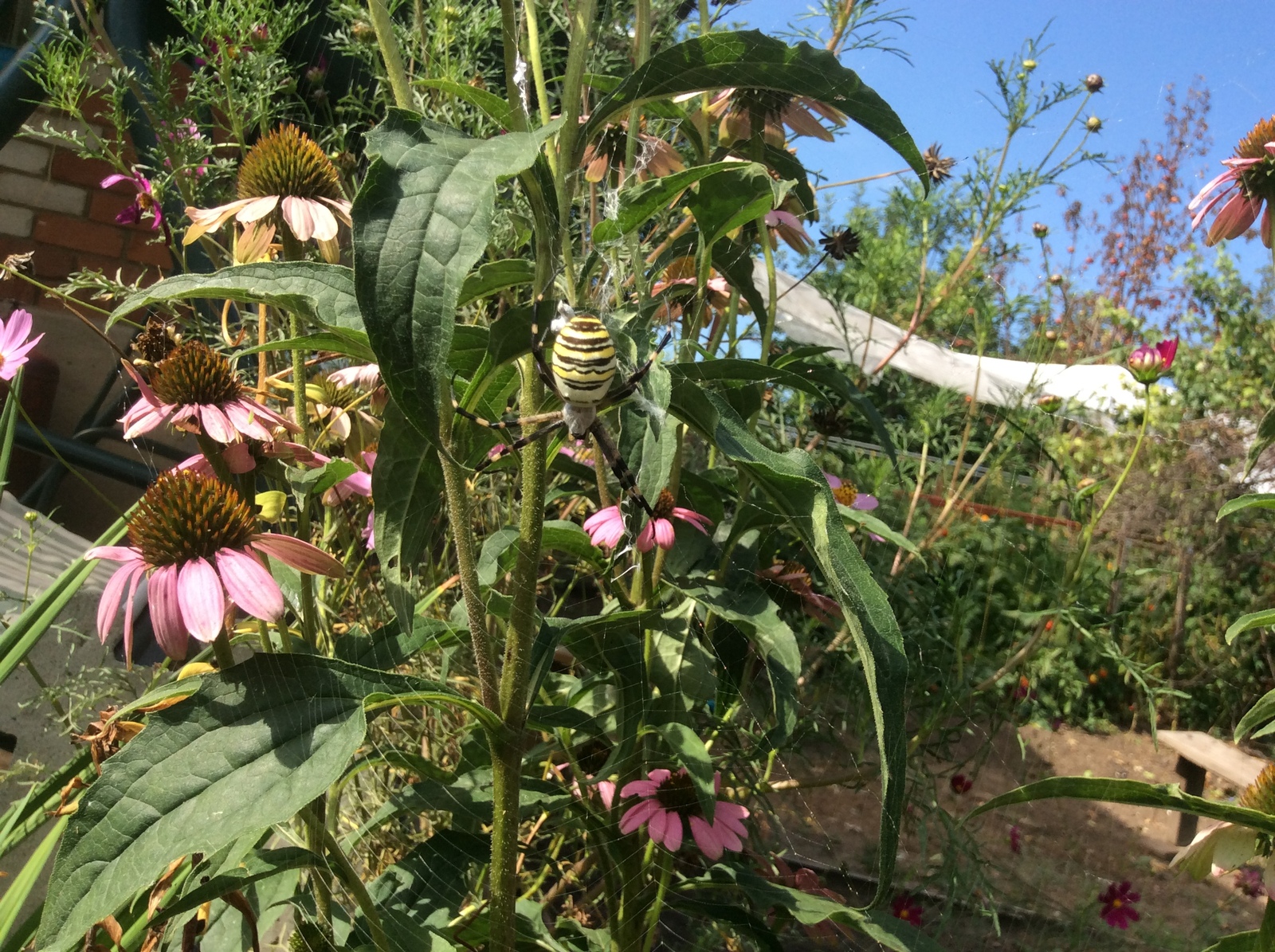 Handsome ... - My, Spider, Dacha, Garden, Longpost