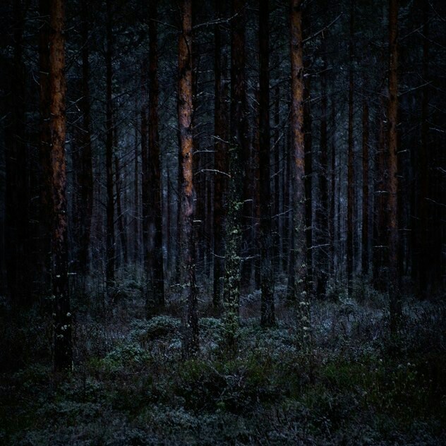 How can you not love the forest ..? - Forest, Images, Longpost