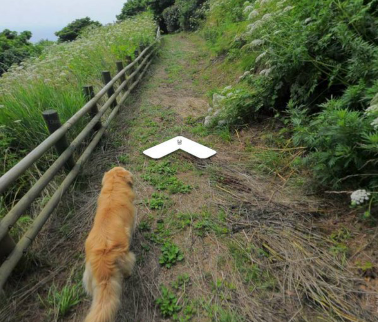 The dog follows the street photographer :) - Dog, The photo, View, Longpost