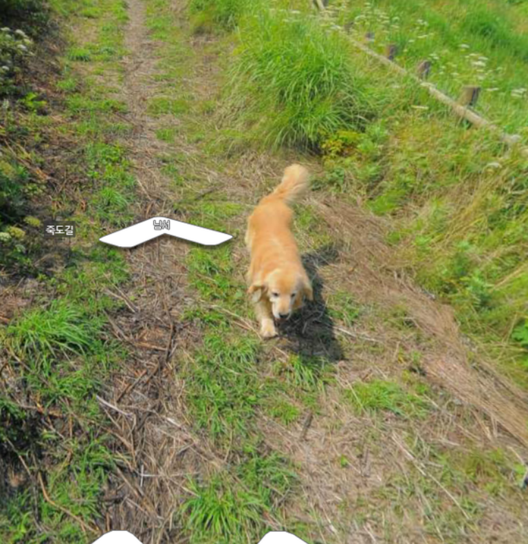 The dog follows the street photographer :) - Dog, The photo, View, Longpost