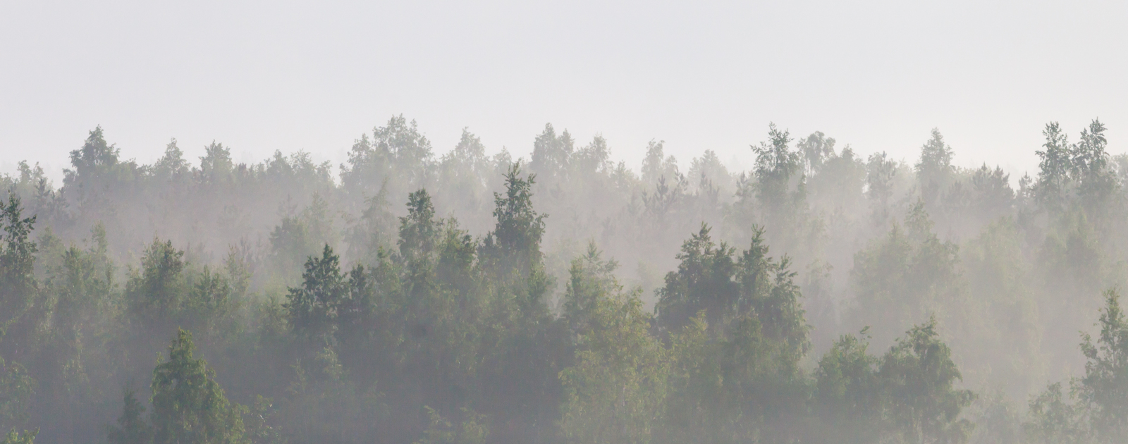 Foggy morning in St. Petersburg - My, Saint Petersburg, Morning, Fog, The sun, Lakhta Center