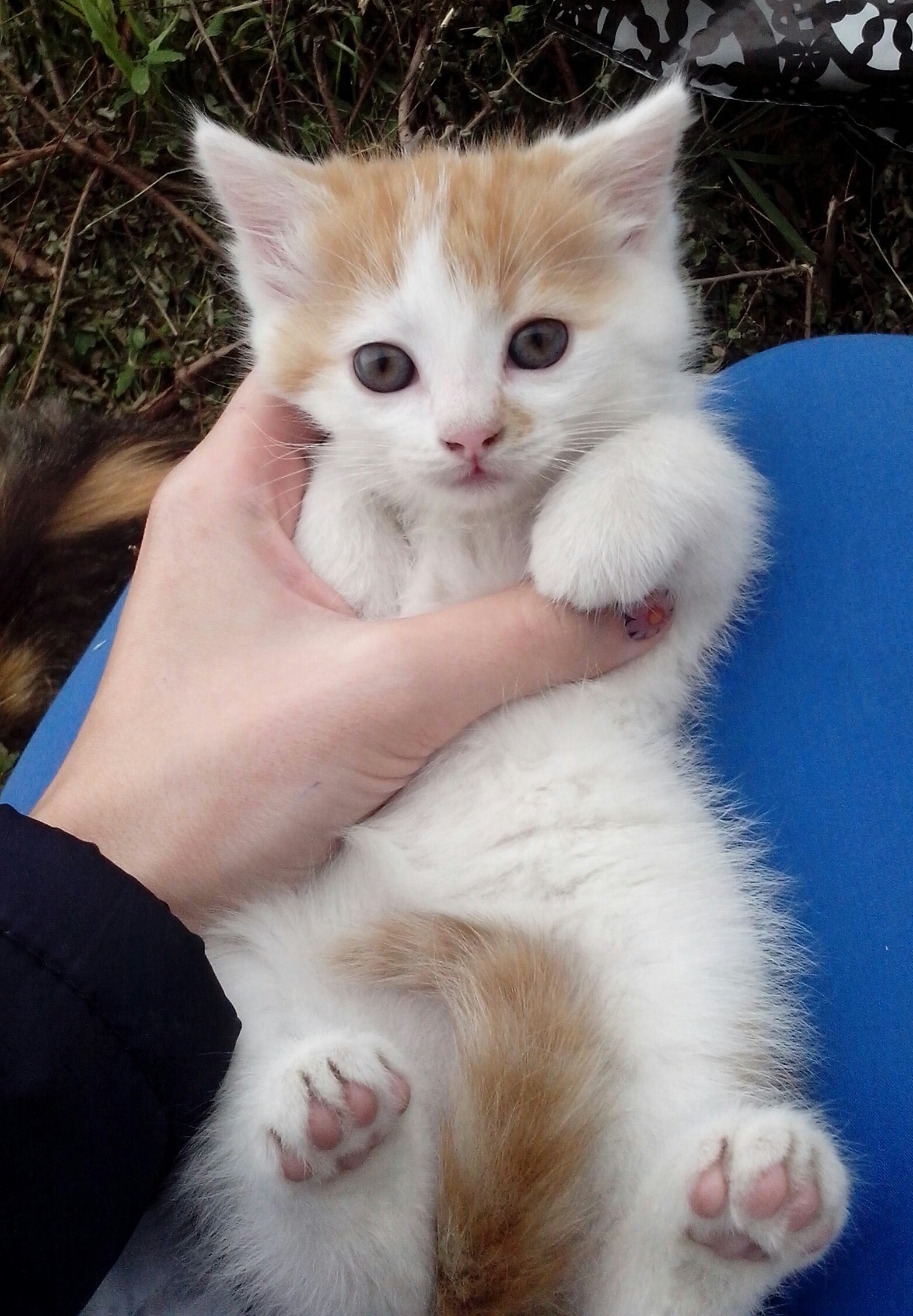redtail - My, cat, Kitten is looking for a family, Tolyatti, In good hands