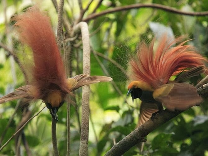 Mating dances of birds - Birds, Dancing, Longpost