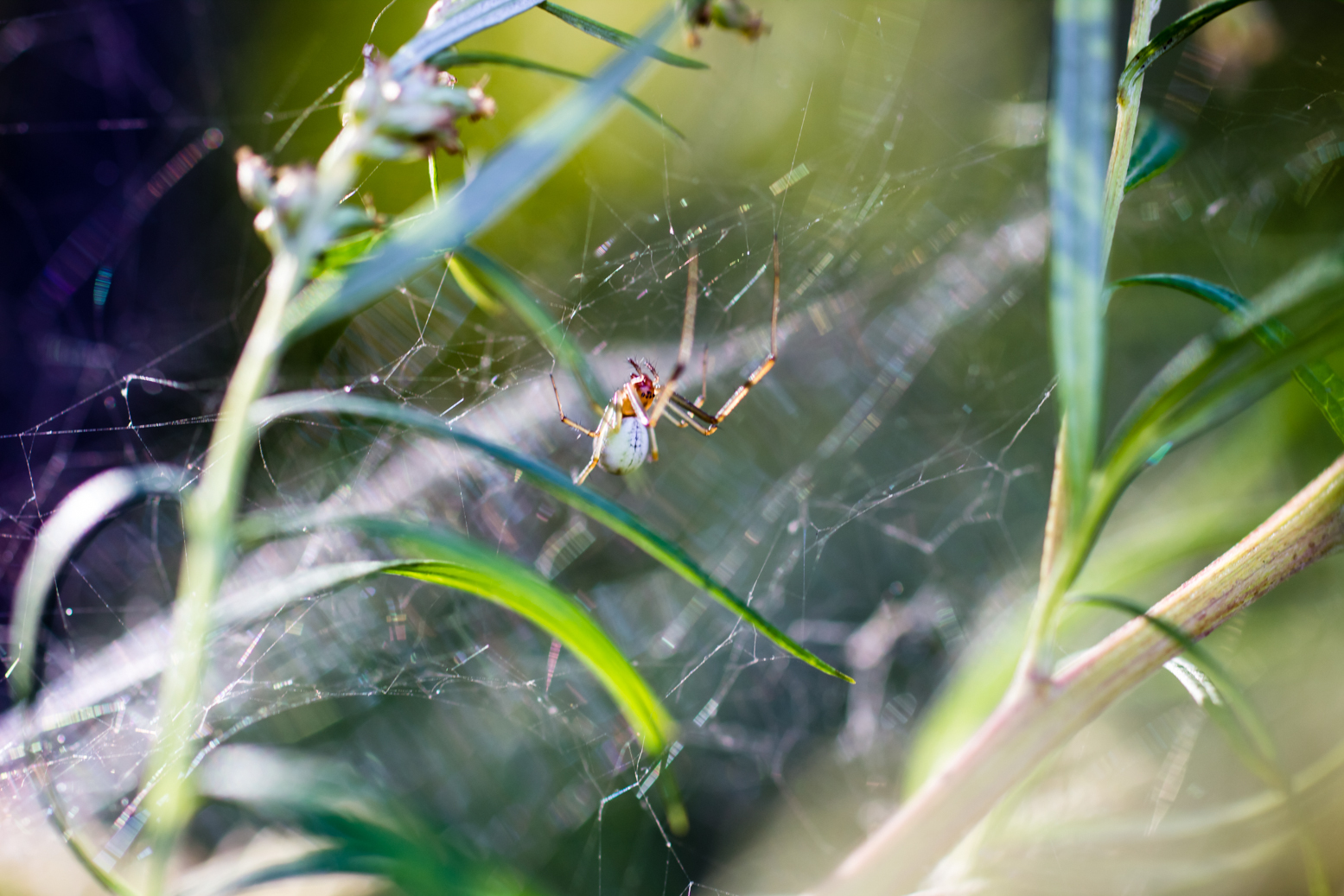 Eight-legged nyashki =) - My, Macro, Macro photography, The photo, , Spider, Khabarovsk, Insects, Longpost