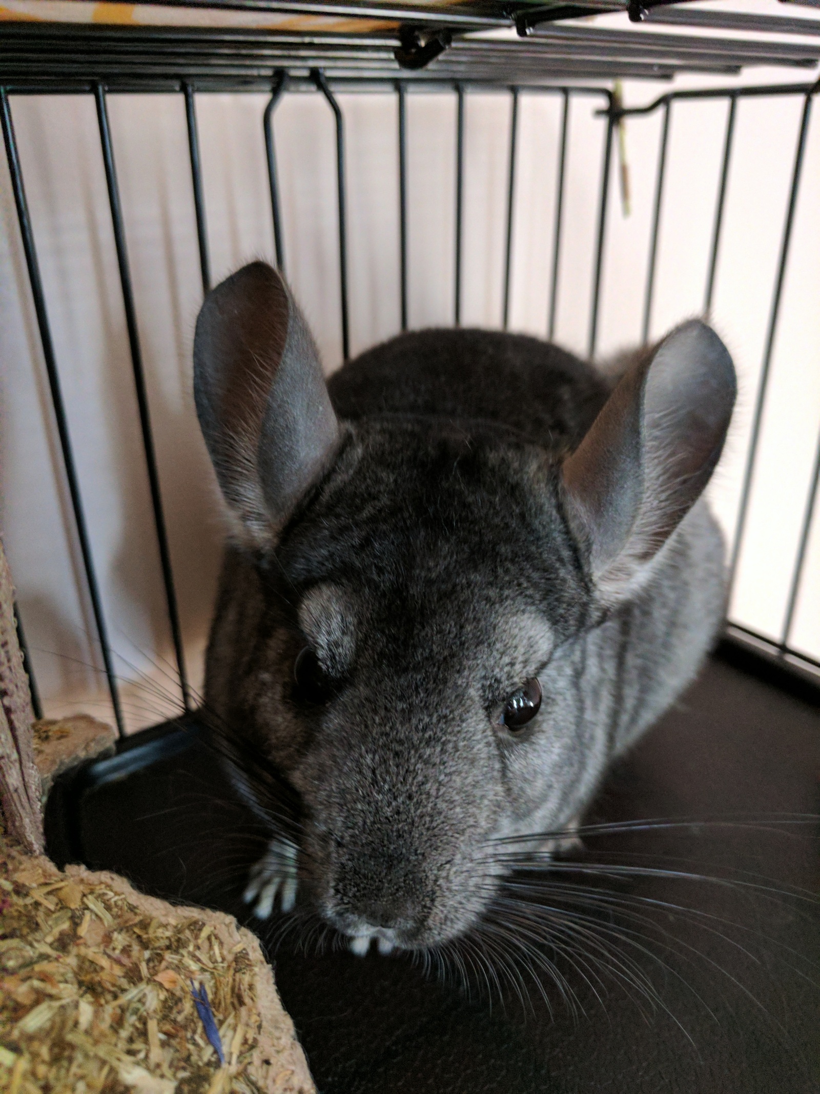 Permian. Forced to give up a friend. [owner found] - My, Chinchilla, In good hands, Pets, Rodents, Longpost