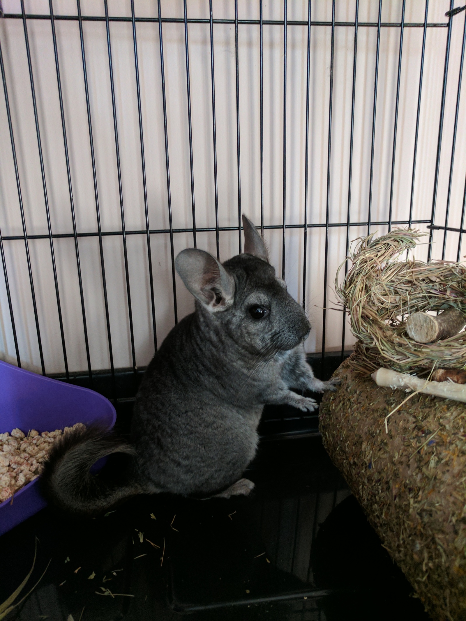 Permian. Forced to give up a friend. [owner found] - My, Chinchilla, In good hands, Pets, Rodents, Longpost