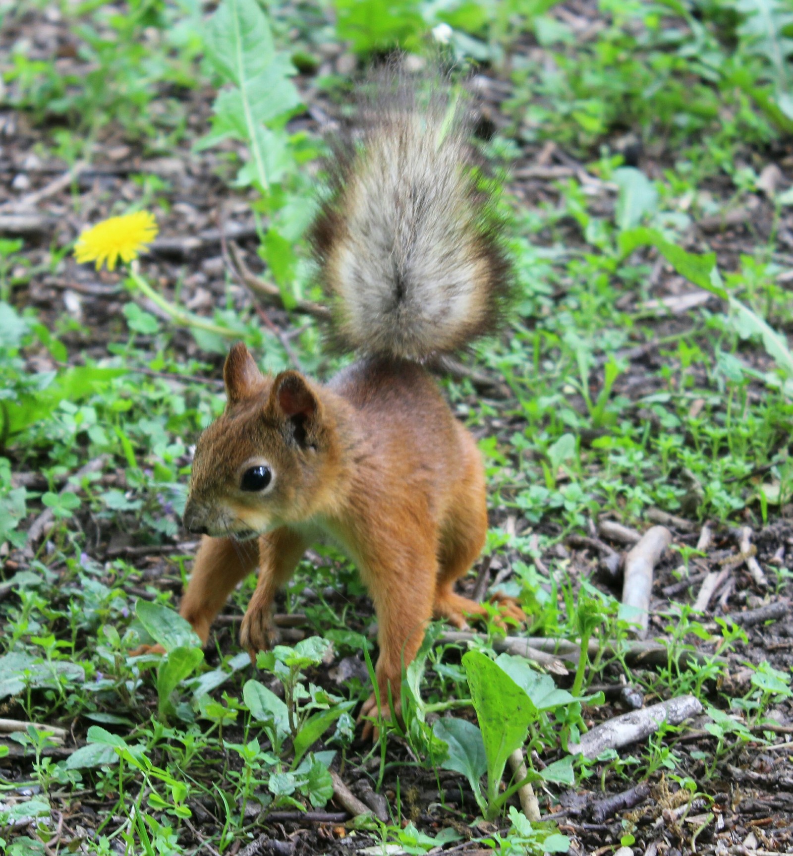 Squirrels - My, Squirrel, Saint Petersburg