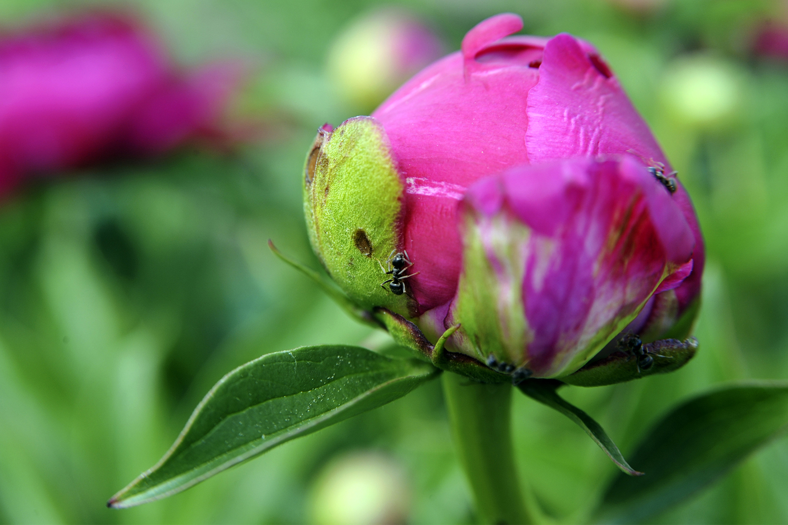 ... put yourself in order - and immediately put your planet in order. - My, The photo, Nature, Flowers, Ants, Little Prince