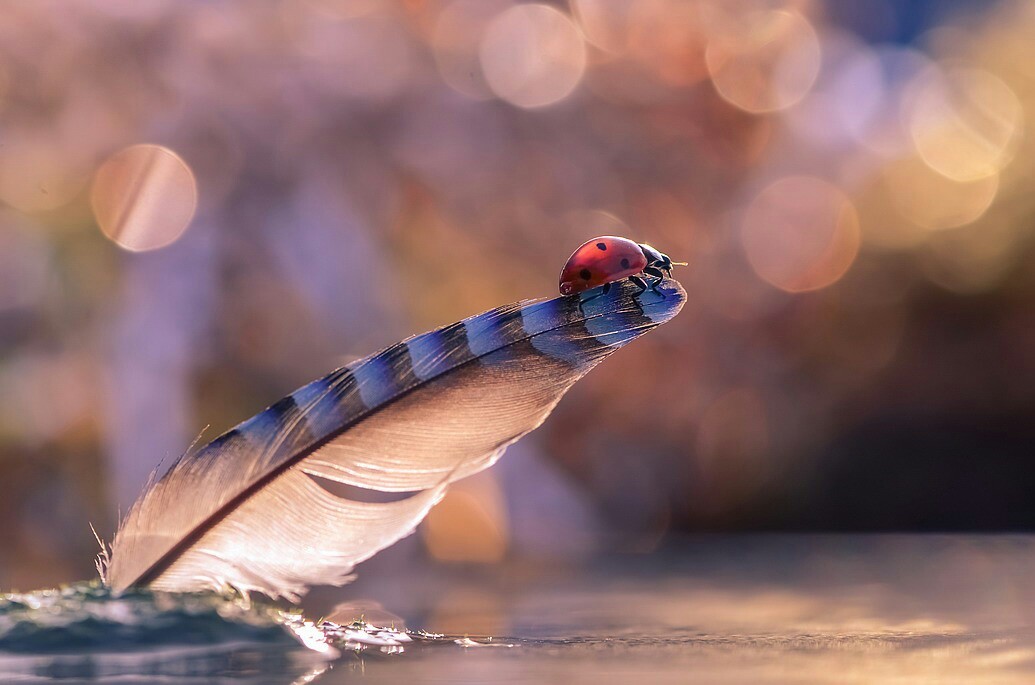 tightrope walker performance - ladybug, Tightrope walker, Performance, Macro, Macro photography, Closeup, 