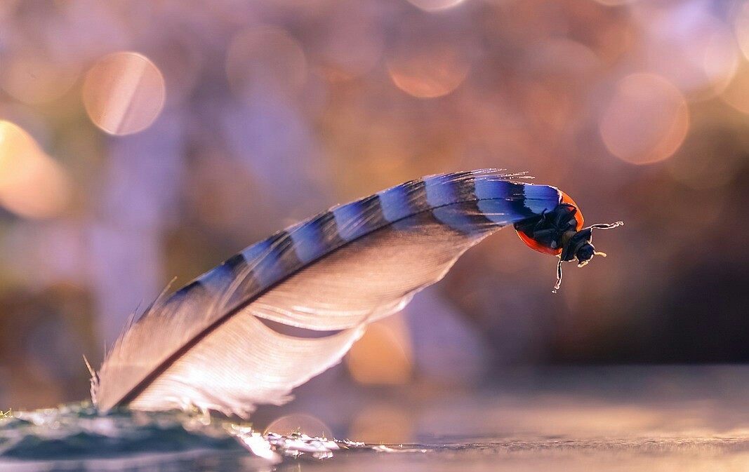 tightrope walker performance - ladybug, Tightrope walker, Performance, Macro, Macro photography, Closeup, 