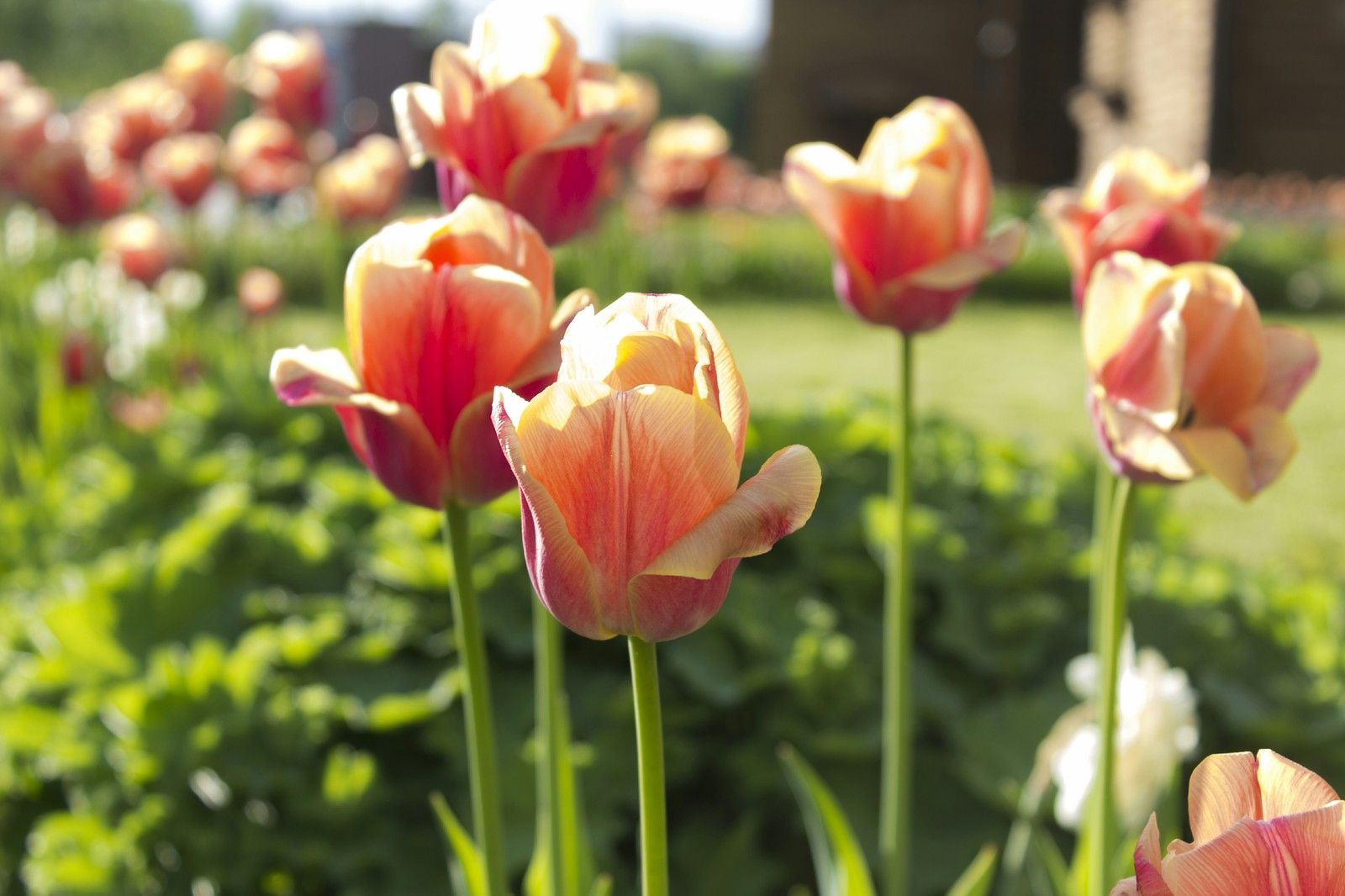 Flowers in Kolomenskoye - My, Flowers, Kolomenskoe, The photo