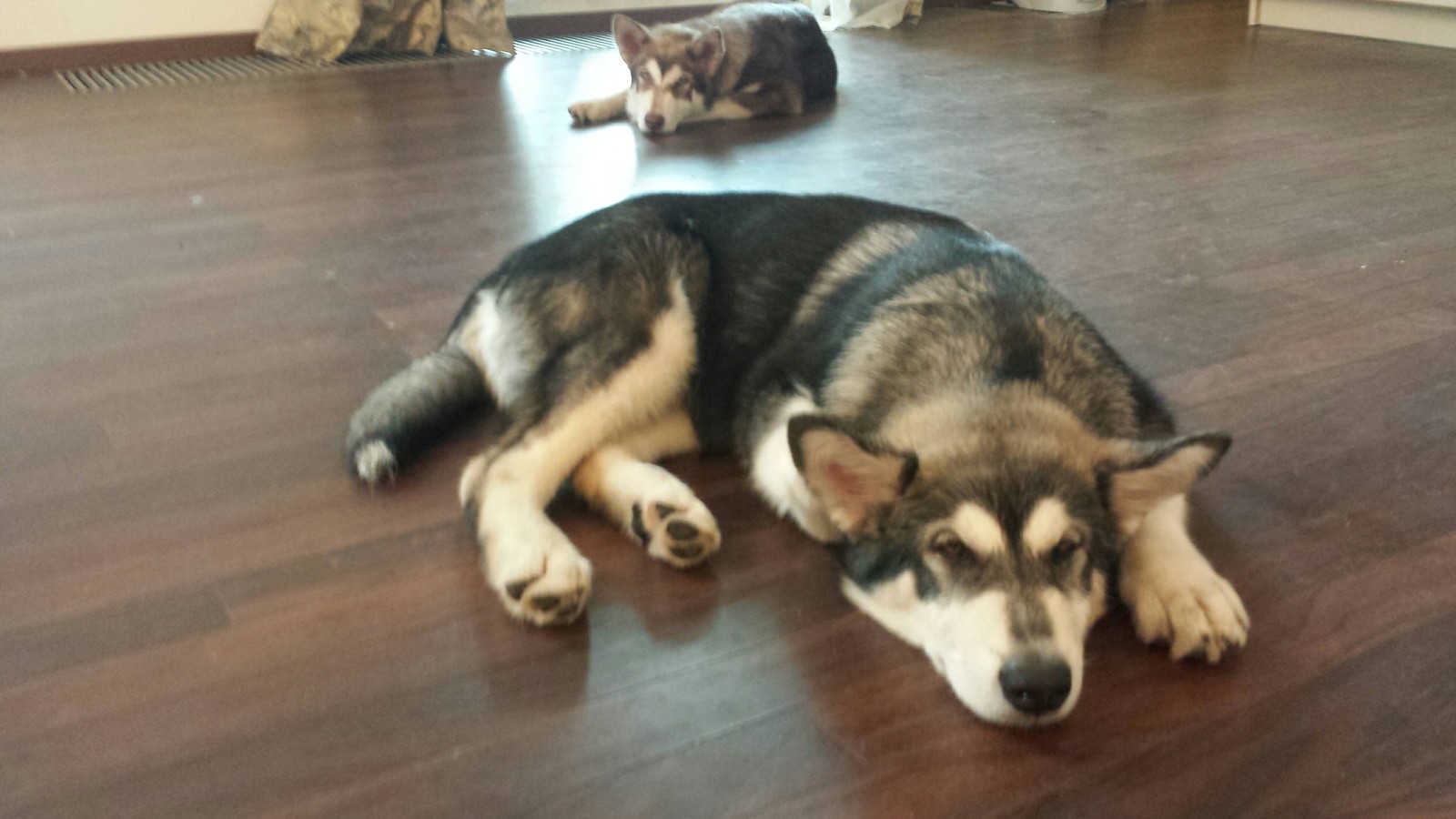 Tired from walking - My, Alaskan Malamute, Dog, , The photo, My, Puppies