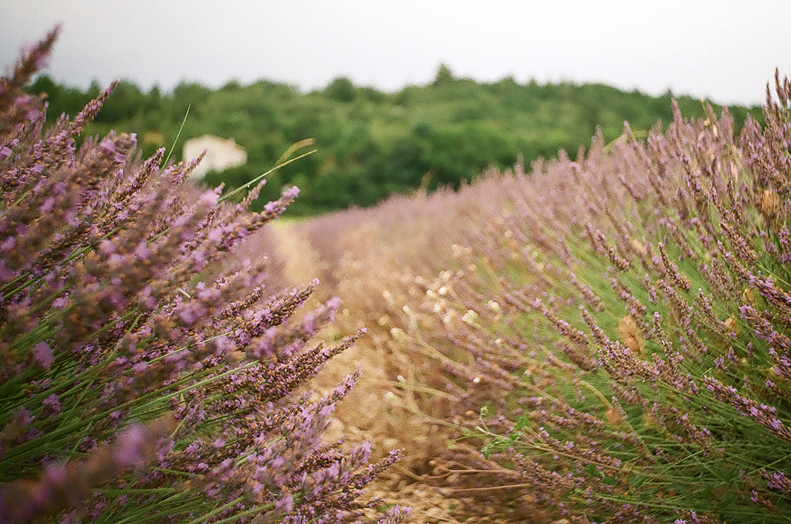 Film is not dead part 3 - My, Lavender, Flowers, Provence, France, Shift8m, camera roll, The photo, The film did not die