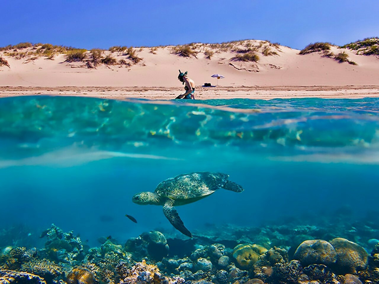 Contrast of two worlds - Ocean, Turtle, Desert, Contrast, Underwater world, The photo, Sea