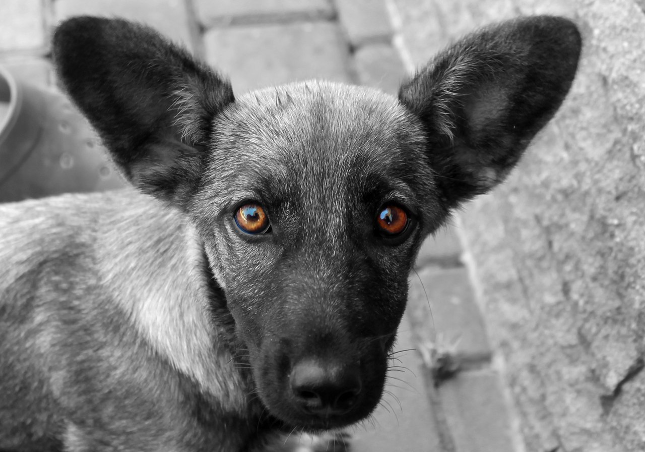 Crimean homeless child - My, Dog, The photo, Crimea