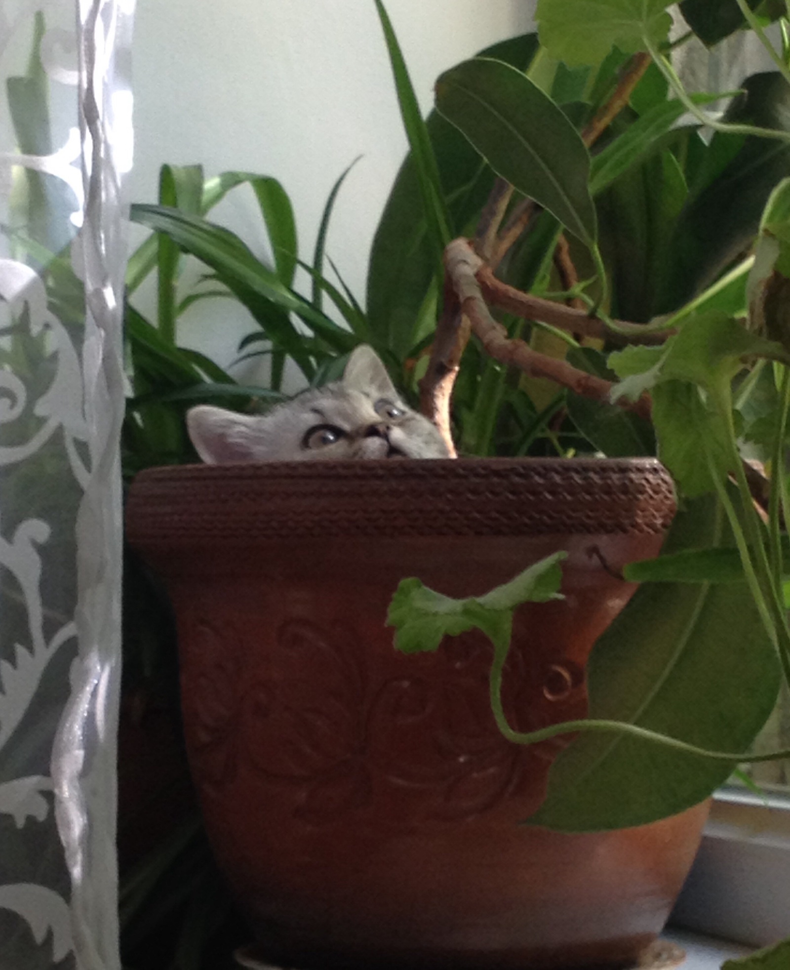 My new plant - My, cat, Flowers of life, Children