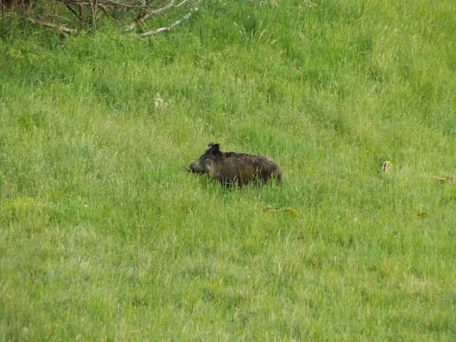 Large neighbors 1 - My, Neighbours, Forest, Boar, Longpost