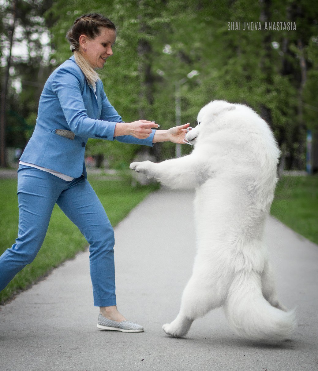 Real watchdog - Samoyed, Dog, Martial arts, Defender