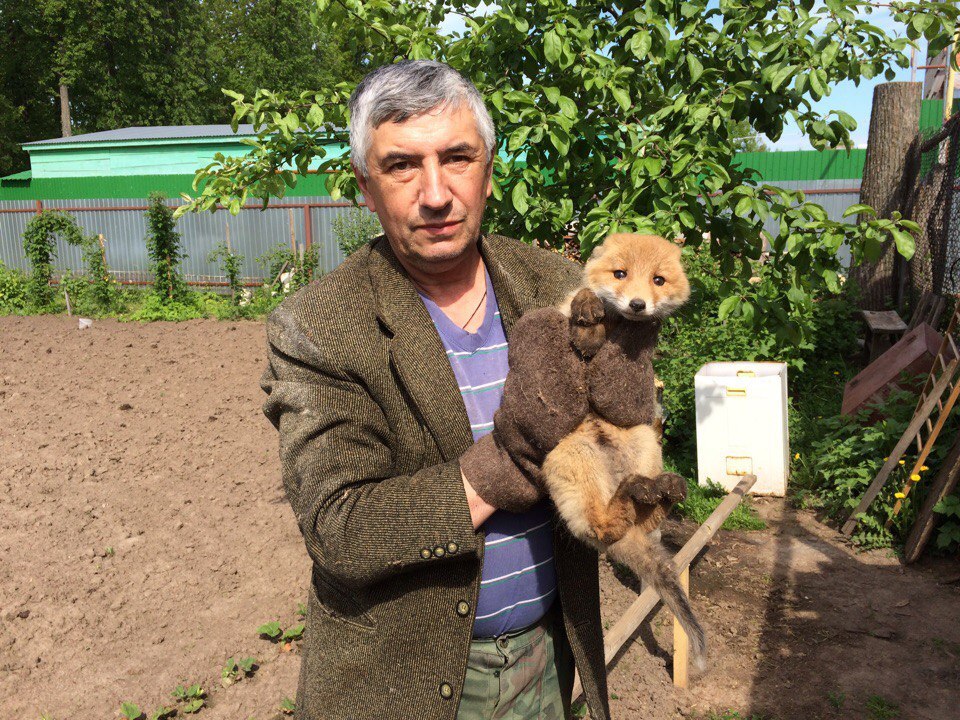 Fox cub in the yard - Fox, Foundling, Wild animals, Longpost, Fox cubs