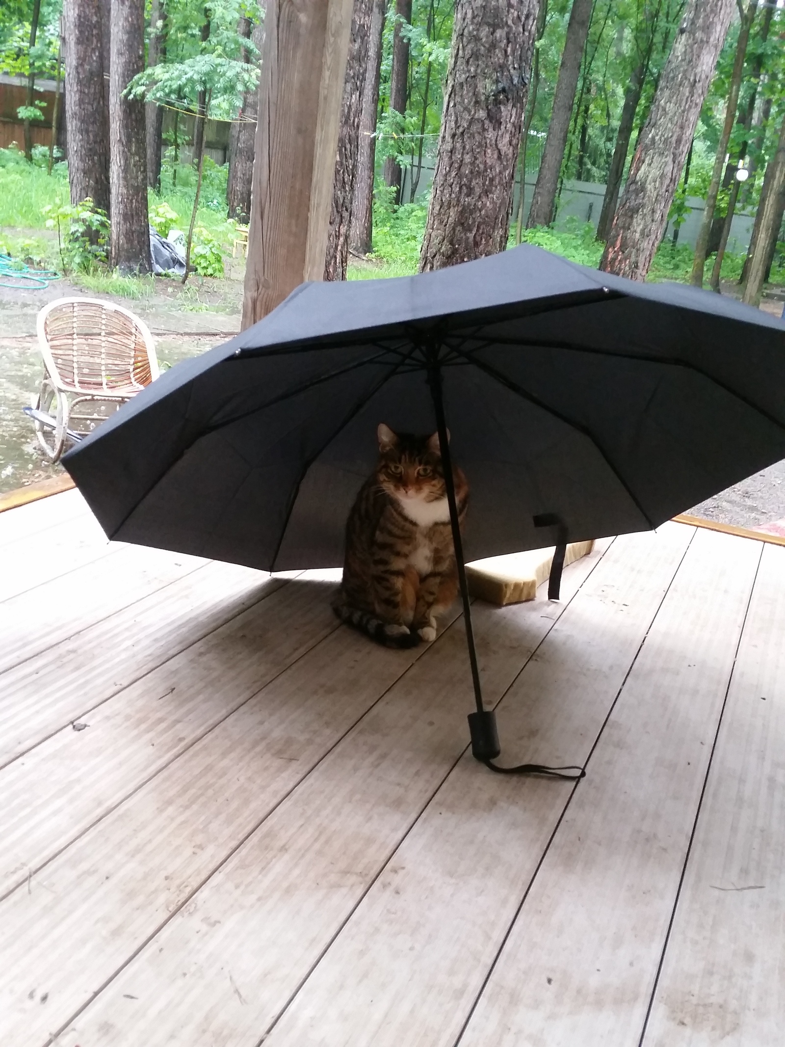 Bad weather - My, cat, Umbrella, Rain