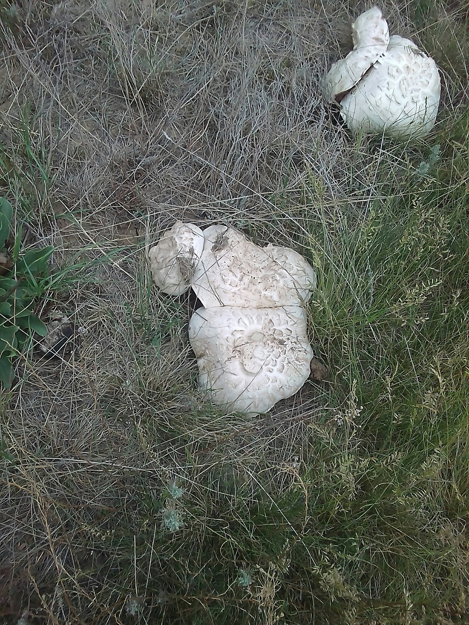 Champignons - My, Mushrooms, Ural, Longpost