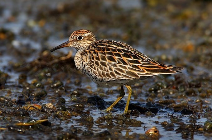 Birds that nest only in Russia - Birds, Ornithology, Red Book, Endemic, Copy-paste, Longpost