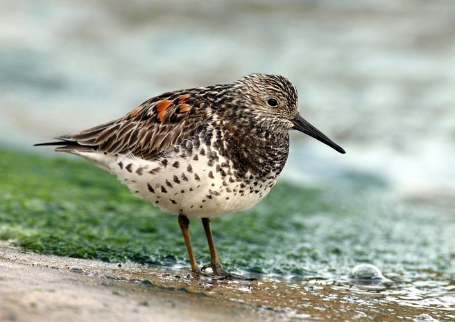 Birds that nest only in Russia - Birds, Ornithology, Red Book, Endemic, Copy-paste, Longpost