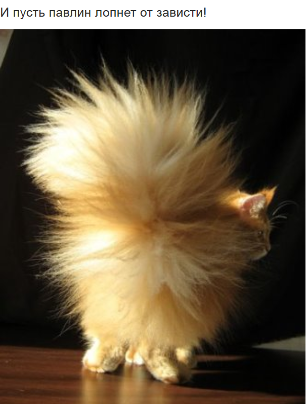 The moving tails of cats were given detailed explanations - cat, Catomafia, Tail