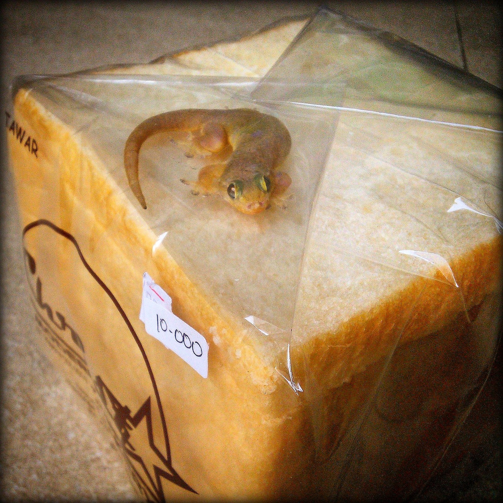 I went for some bread - My, Everything is like animals, Bali, , Luck, Gecko, I went for some bread, , Evgeniya Timonova