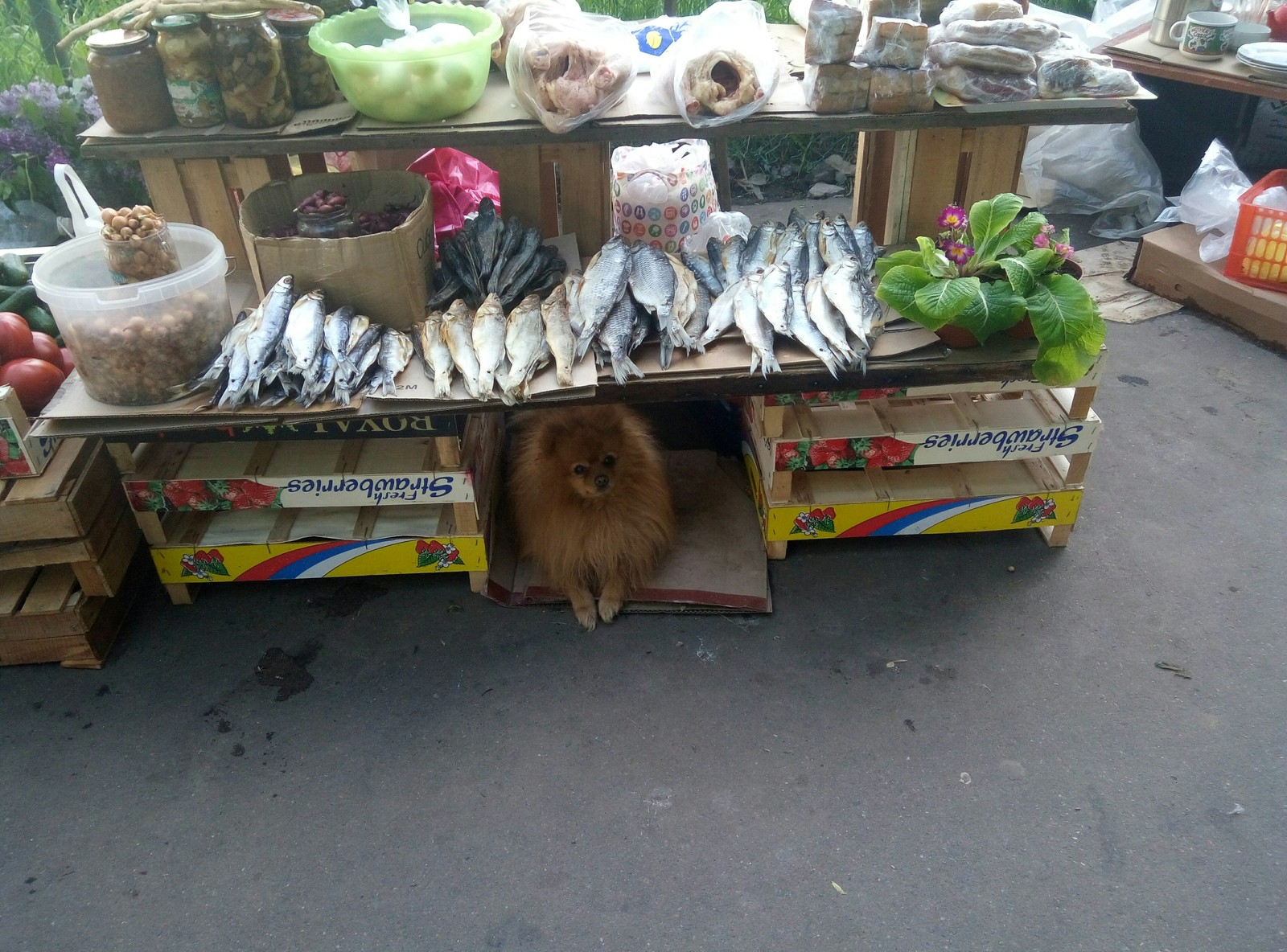 This is the guard I met in the market. - Security, Dog, Market