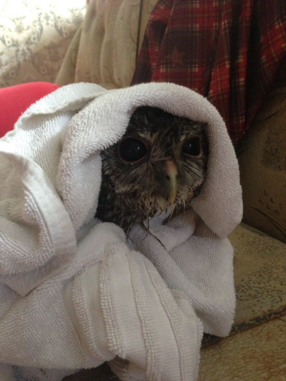 Tawny Owl (after shower) - My, Owl, , My, Pet, , Birds, Pets