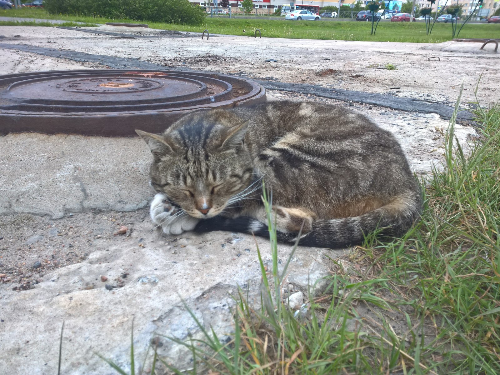 Если хочешь спать, то везде удобно. - Моё, Дзен, Кот, Сон, Котомафия